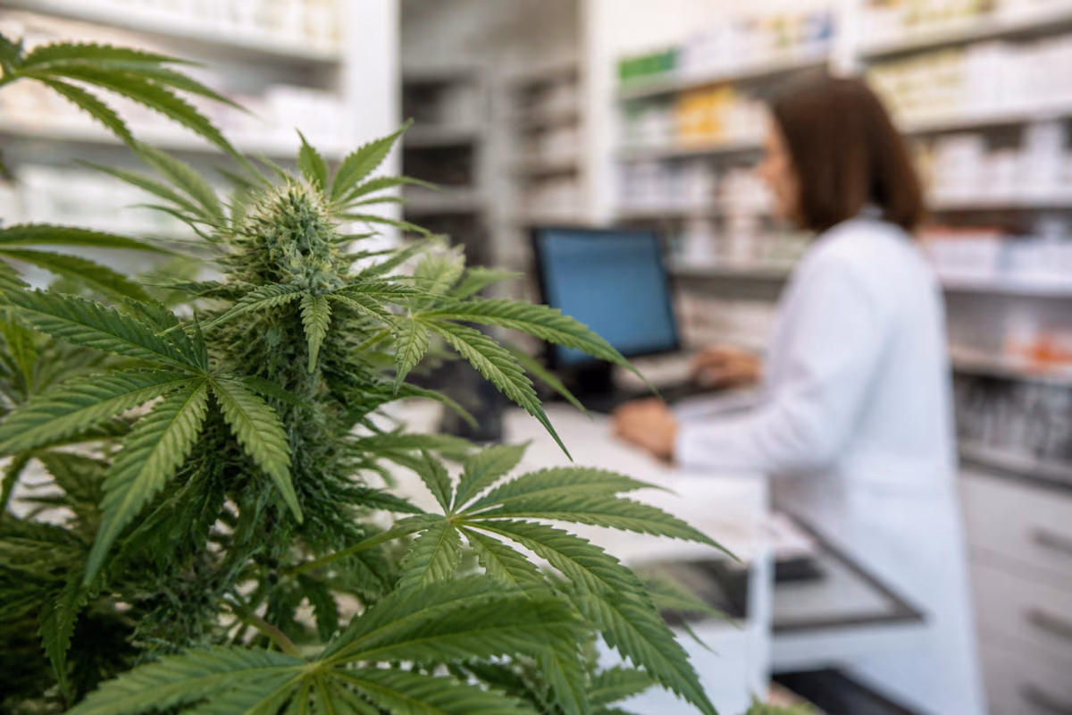 Planta de cannabis en flor en primer plano y, al fondo desenfocada, una farmacéutica ante un ordenador