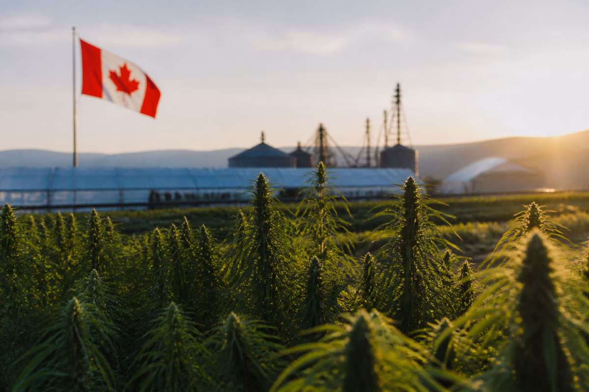Plantas de cannabis en un campo al atardecer con una bandera de Canadá, invernaderos y silos al fondo