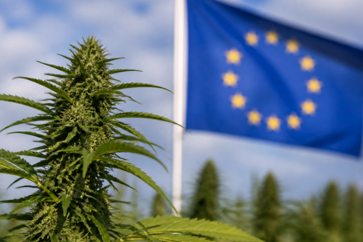 Planta de cannabis en primer plano con la bandera de la Unión Europea al fondo