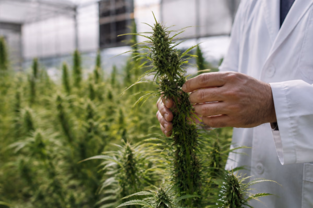 Mano de un científico con bata blanca examinando una planta de cannabis en un invernadero de cultivo