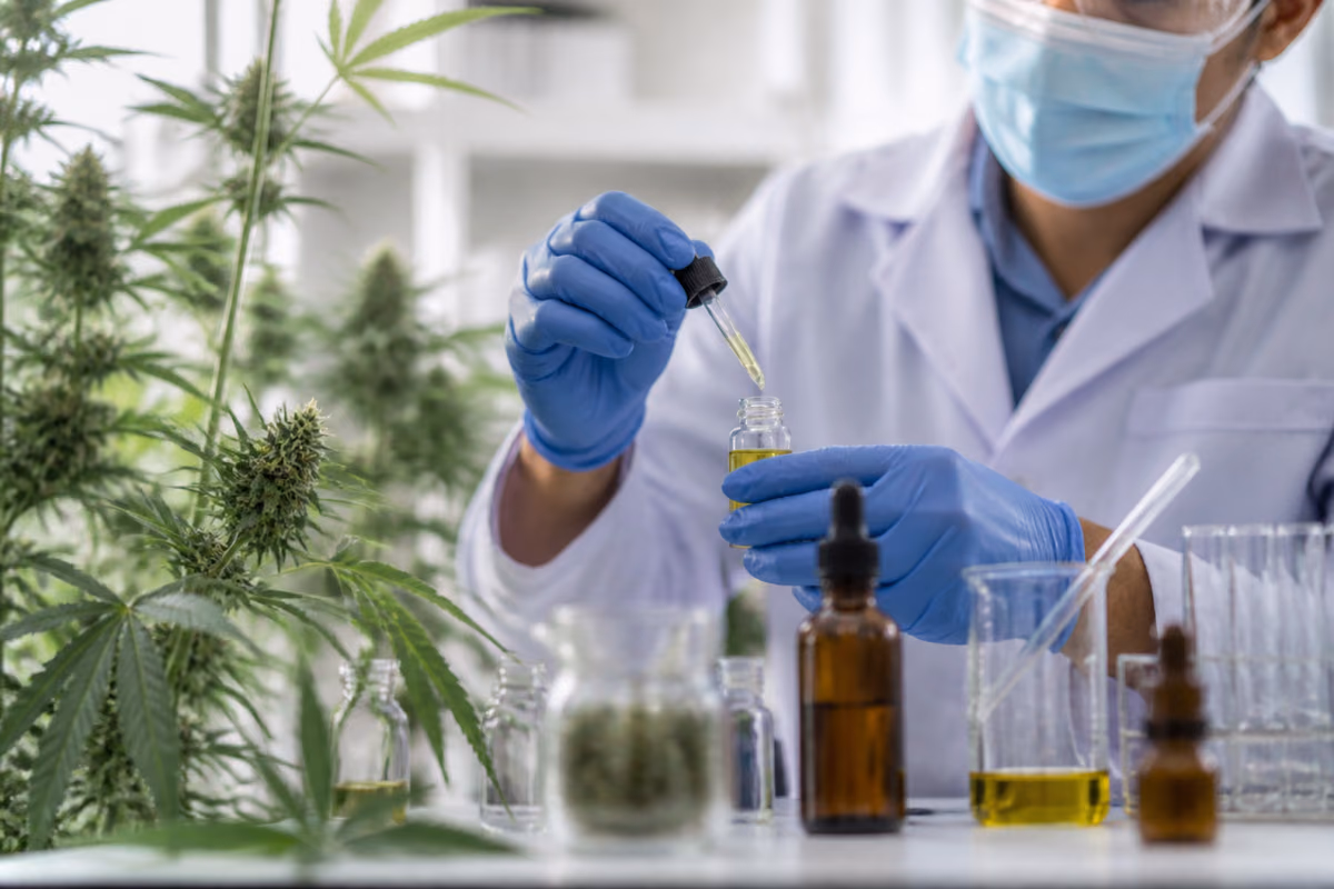 Científico en laboratorio vierte aceite de cannabis con gotero en un frasco junto a plantas de cannabis