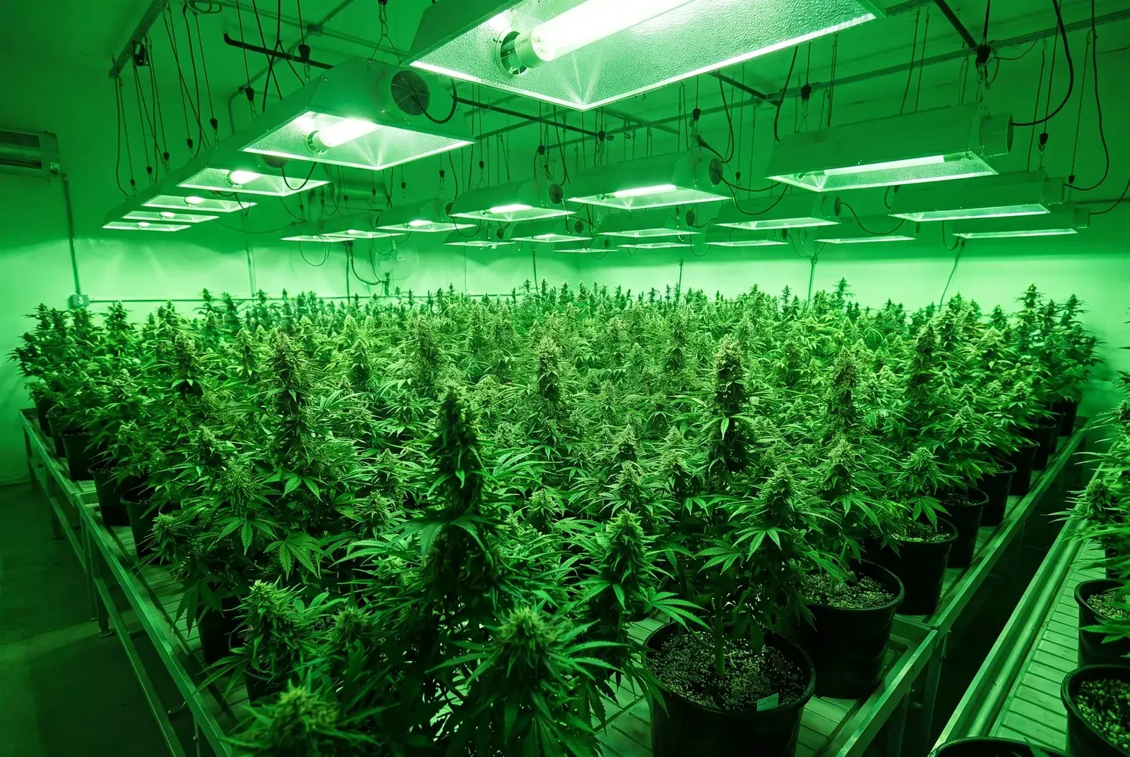 SEMILLAS DE MARIHUANA SHOTTAS